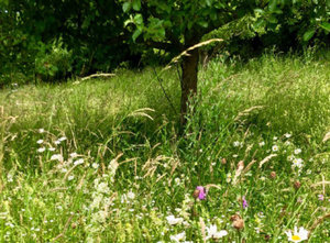 csm_Aktuelles_Streuobst_20baa7cd3e