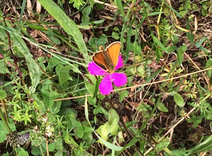 csm_SGB_Blume_3_e5afcc4b89